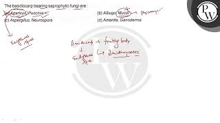 The basidiocarp bearing saprophytic fungi are a Agaricus Puccin [upl. by Mitinger]