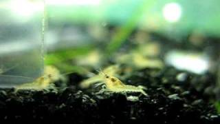 Baby Orange Mexican Dwarf Crayfish CPO [upl. by Leland]