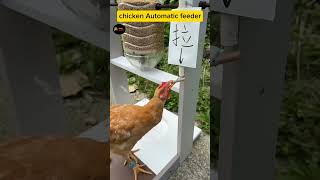 Ultimate Chicken Automatic Feeder Guide shorts viral [upl. by Beghtol206]