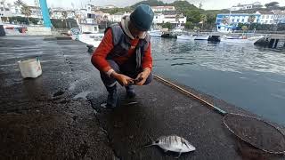 Handline fishing sargo  Pesca de sargo Diplodus sargus [upl. by Adnarym75]