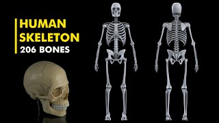 Human Skeleton Anatomy and Physiology 3d animation [upl. by Ultima]