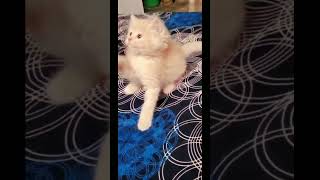 Cute Cats for SALE  Delhi Fish Aquarium Market Call Anil 9210090877 trending viral shorts 5 [upl. by Goggin]