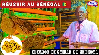 Élevage de Cailles au Sénégal quot Cet Oiseau est juste un Miracle quot  Par Modou Gueye AGRIPRENEUR [upl. by Ulrica691]