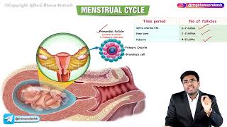 Menstrual Cycle  Part  1  Obstetrics and Gynecology Lectures [upl. by Zweig]