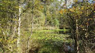 Mare à Piat  Forêt de Fontainebleau  Parcelle 880  Automne [upl. by Varuag548]