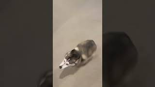 Sapphie the pomsky gets the zoomies [upl. by Eicart]