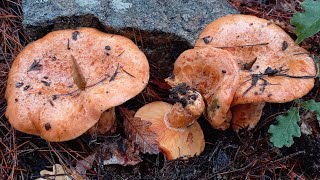 Lactarius deliciosus amp Lactarius vinosus amp Hypomykes Lateritius niscalos robellons 11122022 [upl. by Fancie]