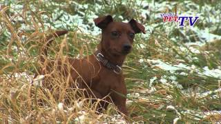 Zwergpinscher Informationen zur Rasse [upl. by Haag]