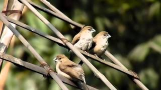 Indian SilverbillWhitethroated Munia Common Silverbill Lonchura malabarica [upl. by Daniel]