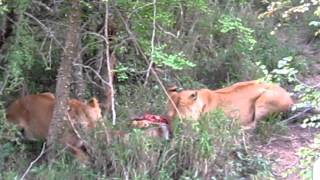 Two lionesses feasting from a warthog [upl. by Atiuqet]