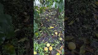 My white sapote tree gives too much fruit [upl. by Meriel]