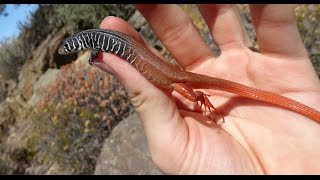 Catching very rare and beautiful Lizards  Herping South Africa 2016 [upl. by Shadow406]