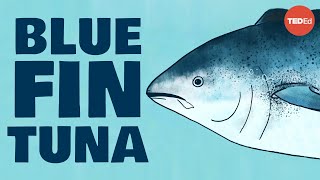 Meet the bluefin tuna the toughest fish in the sea  Grantly Galland and Raiana McKinney [upl. by Alcine]