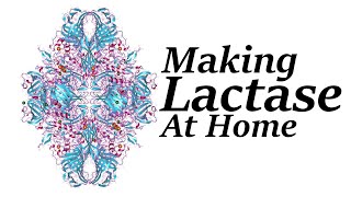 How to Make Lactase at Home [upl. by Phenice]