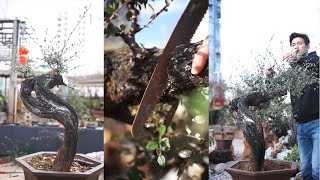 What details should be paid attention to when pruning cotoneaster 【Records】 [upl. by Nnylyma]