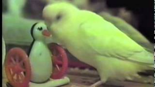 Talking Parakeet with 1000 Word Vocabulary [upl. by Zenobia]