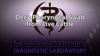 Deep Pharyngeal Swab from Live Cattle [upl. by Budworth]