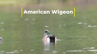 Ducks on the water American Wigeon [upl. by Brocklin]