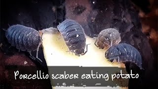 What do isopods eat  Porcellio scaber Isopod Colony eating Potato  Rough Woodlouse Food feeding [upl. by Gil184]