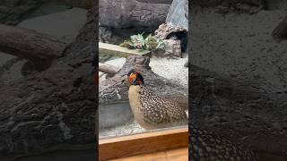 Cabot’s Tragopan  Philadelphia Zoo 32323 [upl. by Ynnattirb651]