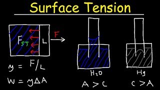 Surface Tension of Water Capillary Action Cohesive and Adhesive Forces  Work amp Potential Energy [upl. by Parlin]