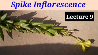 Spike Inflorescence Lecture 9 In HindiUrdu [upl. by Einned669]