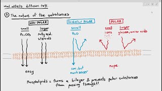 48 Factors Affecting Diffusion Rate Type of Particles Cambridge AS amp A Level Biology 9700 [upl. by Annawot]