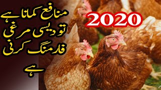 Desi Murghi Poultry Farming Pakistan  Golden Hens Farming [upl. by Yentruok194]