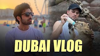 Dubai Vlog  Zayn Saifi with lions  Talib Saifi [upl. by Nichole]