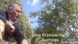 How to prune Hardy Fuchsias [upl. by Blackmore]