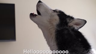 Mishka the Talking Husky Calls for Laika the Husky  SUBTITLED [upl. by Ahsiled]