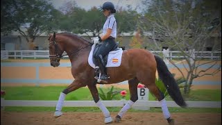 Xirope MR 2016 imported PRE Andalusian Gelding FEI prospect ANCCE Papers 161 Hh [upl. by Yseulte]