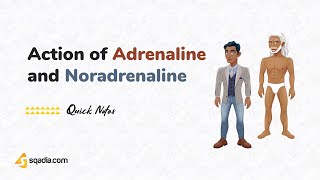 Mechanism of Action of Adrenaline and Noradrenaline  Physiology for Medical Students  sqadiacom [upl. by Ingalls]