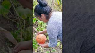 Así es como producimos nuestras hermosas verduras en el campo [upl. by Boyer112]