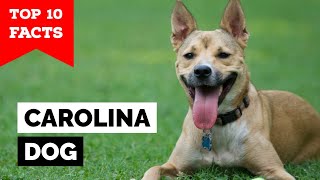 Carolina Dog  Top 10 Facts [upl. by Holds]