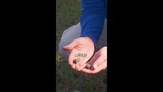 Should you pick up plugs after aerating [upl. by Senilec]