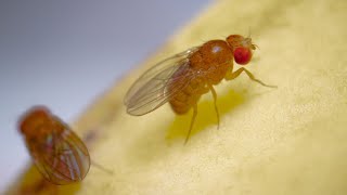 Complete Life Cycle of the Fruit Fly [upl. by Eramal]