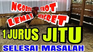 Obat Ampuh Ayam Ngorok Mencret Lemas Tidak Mau Makan saat musim hujan atau cuaca dingin [upl. by Ibob]