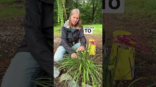 ✂️🌿How To Deadhead Lilies For Continuous Blooming [upl. by Sirtimed71]