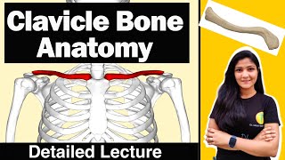 Clavicle Bone Anatomy Bony Landmarks and Articulations Functions Attachments by Dr Mitali Yadav [upl. by Ymac]