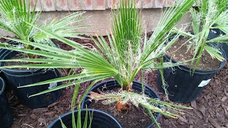 14 months old California Fan Palm Washingtonia Filifera May 24th [upl. by Enilrad]