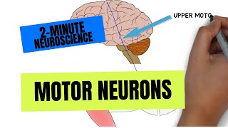 2Minute Neuroscience Motor Neurons [upl. by Biles]