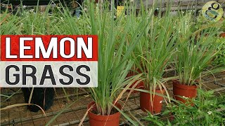 LEMON GRASS PLANT Grow Care Repot and Benefits  Health Herbal Medicinal Natural Remedies [upl. by Lyrpa340]