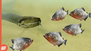 When Piranhas Attack AnacondaThey Shred It to Pieces [upl. by Haeli]