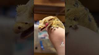 Crested gecko shedding gecko reptiles animals [upl. by Akilak]