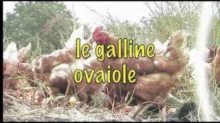 Galline ovaiole [upl. by Champaigne]