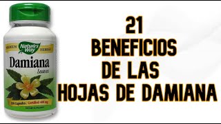 21 Beneficios de las Hojas de Damiana [upl. by Glynias]