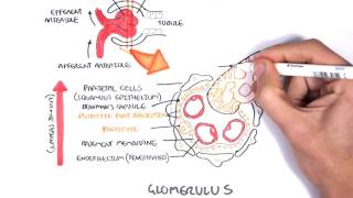 Nephrotic Syndrome  Types and pathology histology [upl. by Curnin]