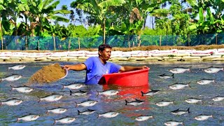 Pangasius Fish Feeding Live in Pond  Pangasius Fish Farming Business in india  Travel Tride [upl. by Nabal]