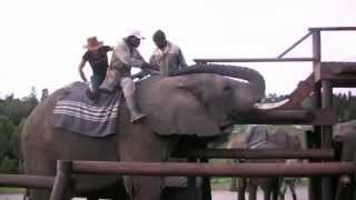 CarolAnn Kellehers elephant back riding experiencemp4 [upl. by Leizahaj]